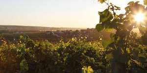 Winzer des Monats Februar – Weingut Klieber