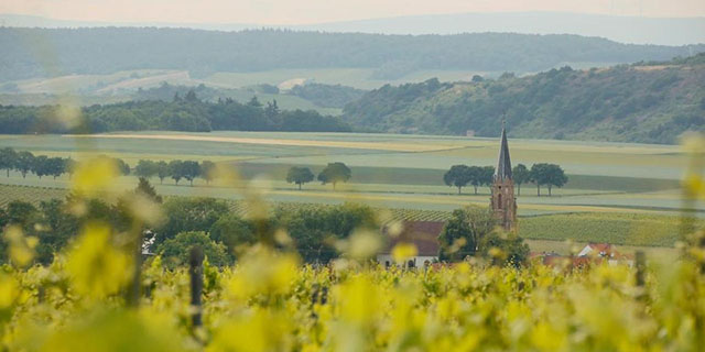 Winzer des Monats Mai – Steitz
