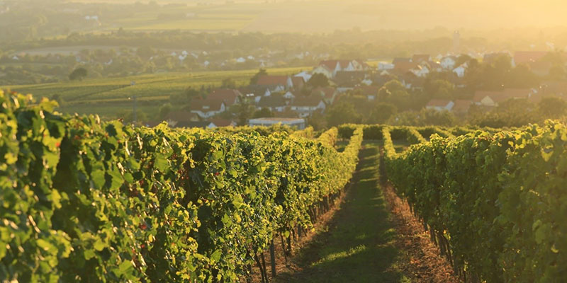 Winzer des Monats Januar – Klieber