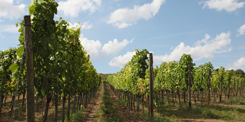 Winzer des Monats Mai – Kruppenbacher