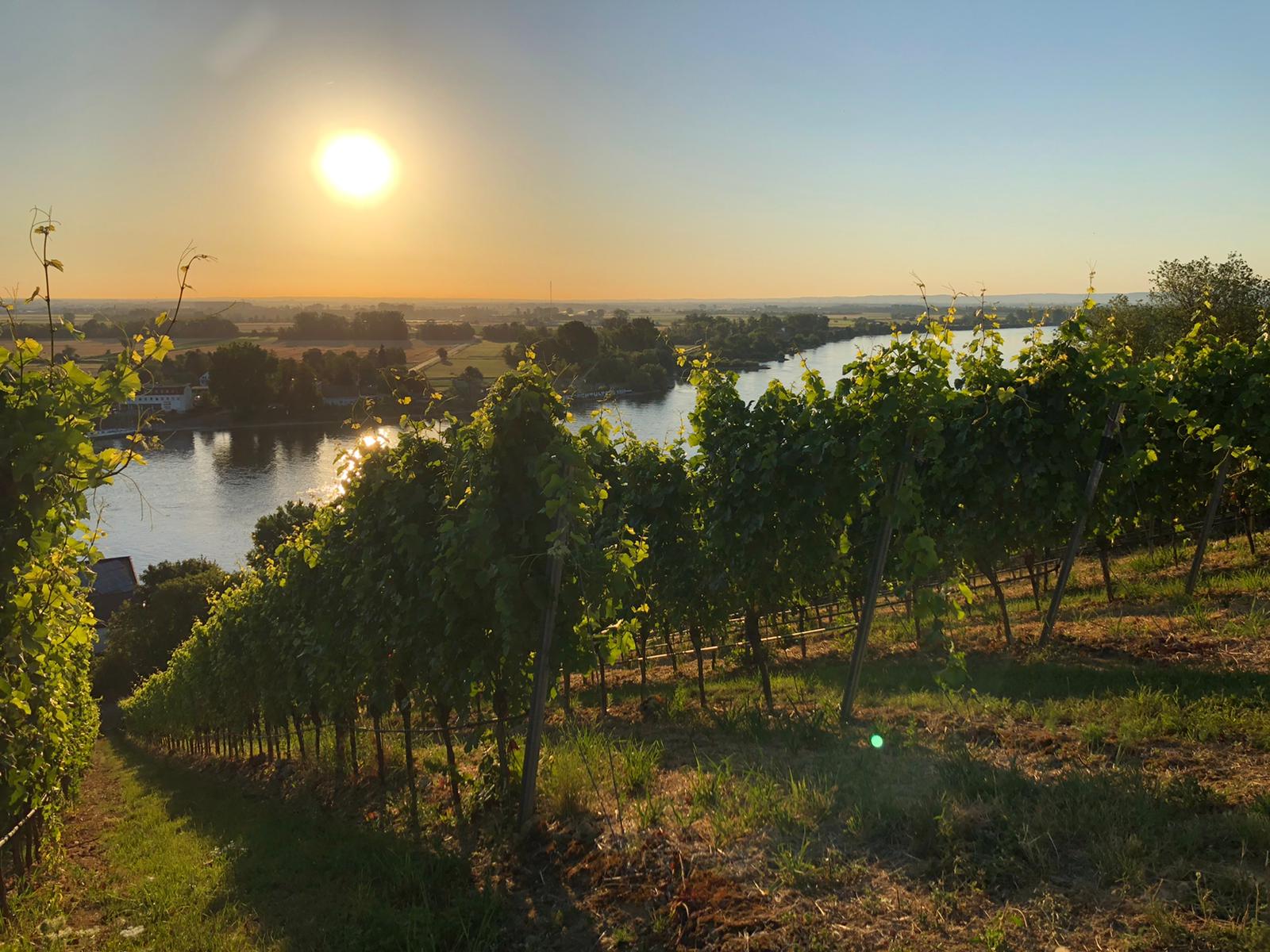 Weingut Gröhl -Winzer des Monats April 2024